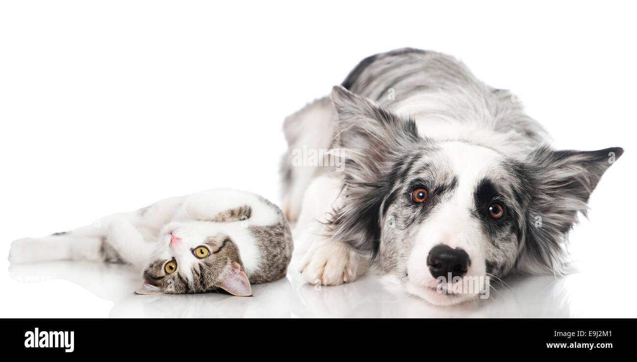 Cat and dog Stock Photo