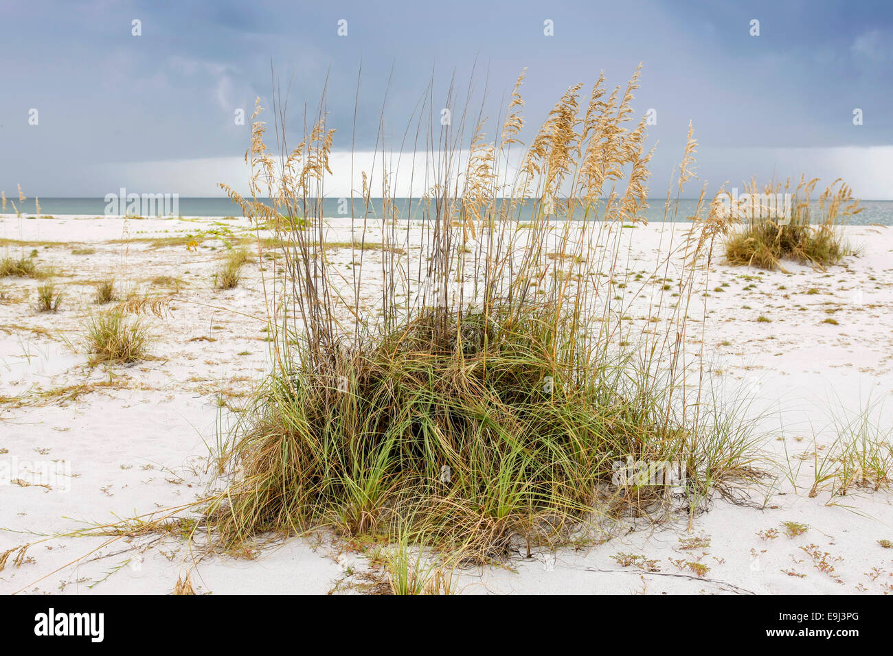 Seaoats - Reed grasses on Gasparilla Island State Park beach in SW Florida Stock Photo