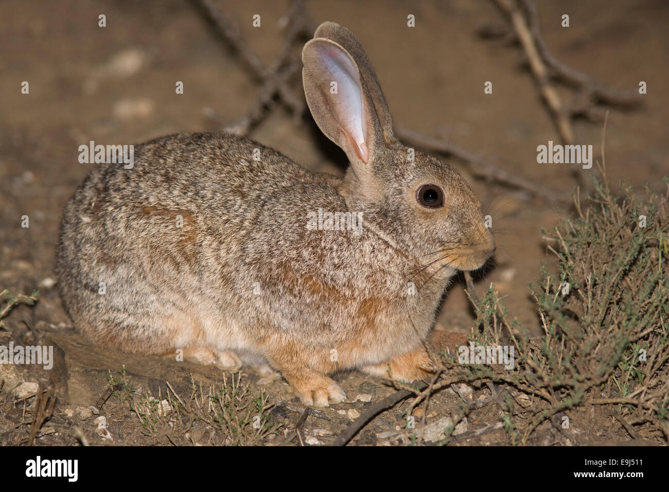 Smith's red rock rabbit, Pronolagus rupestris, Mountain Zebra national park, South Africa Stock Photo