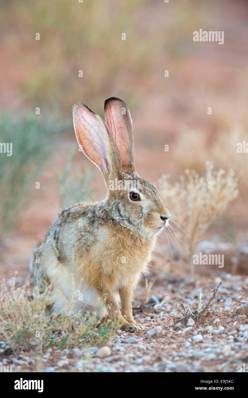 Cape hare (Lepus capensis), Kgalagadi Transfrontier Park, Northern Cape, South Africa Stock Photo
