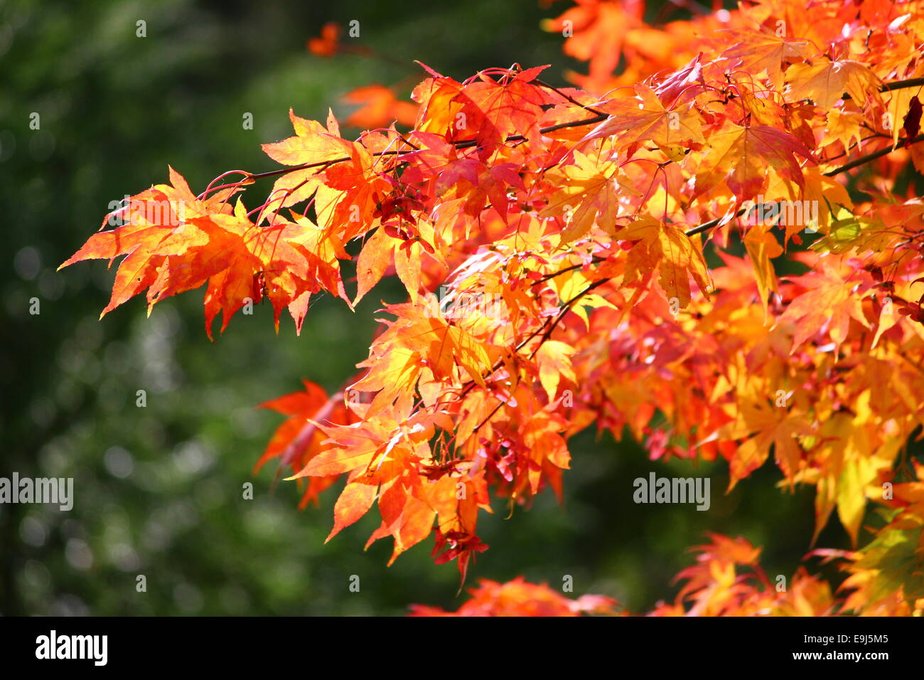 Gold fall november hi-res stock photography and images - Alamy