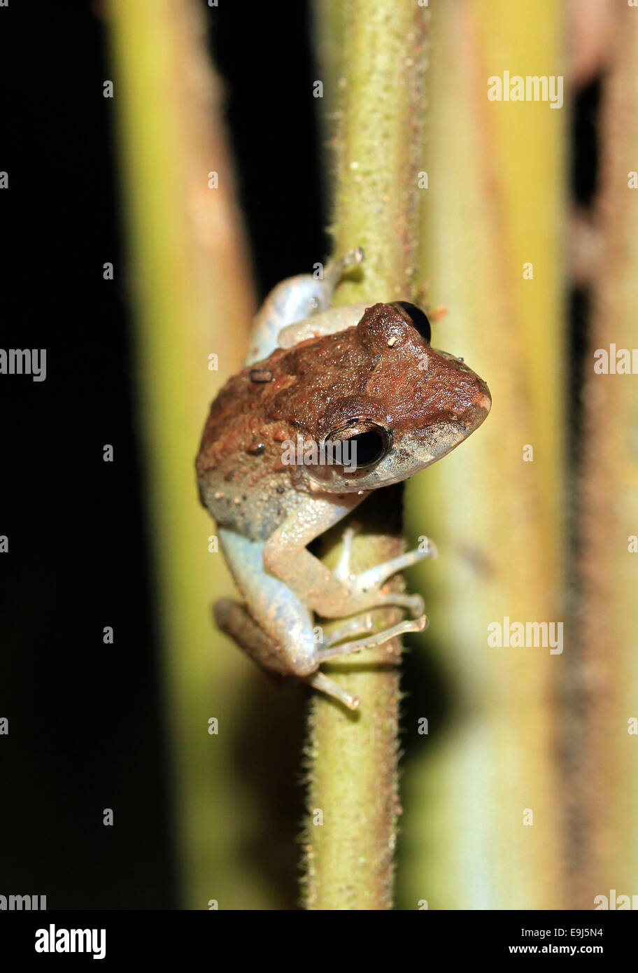 https://c8.alamy.com/comp/E9J5N4/small-unidentified-frog-on-a-straw-drake-bay-costa-rica-E9J5N4.jpg