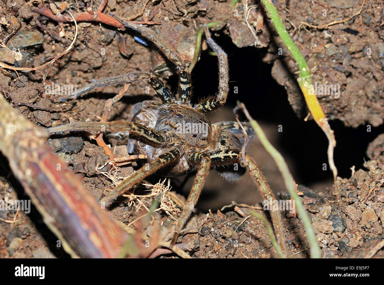 Big Unidentified Spider at the Entrance of Its Burrow, Drake Bay, Costa Rica Stock Photo