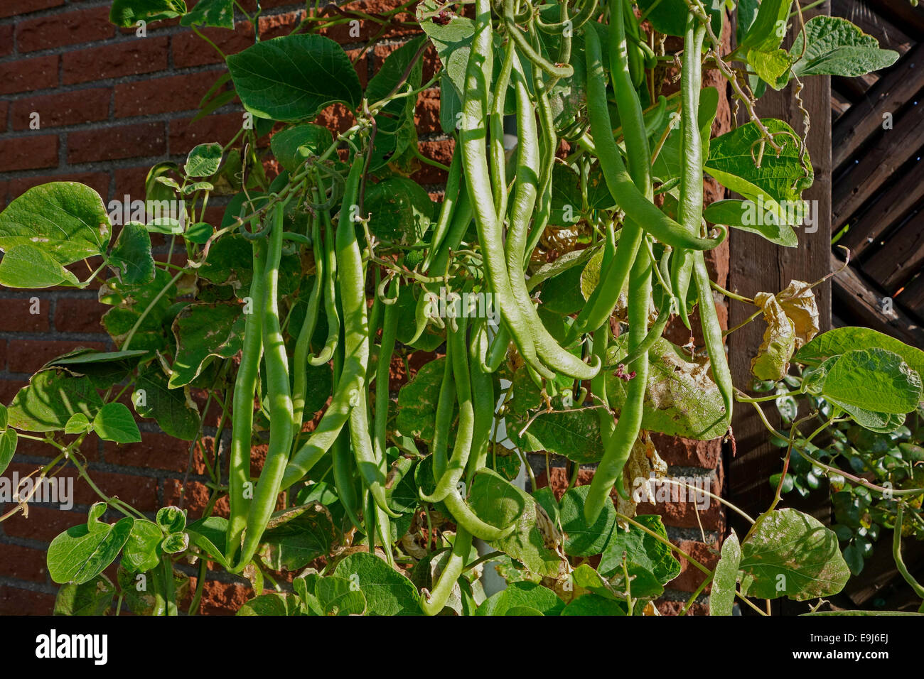 Backyard gardening Green beans of Scarlet runner bean sort grow in private kitchen garden. Stock Photo