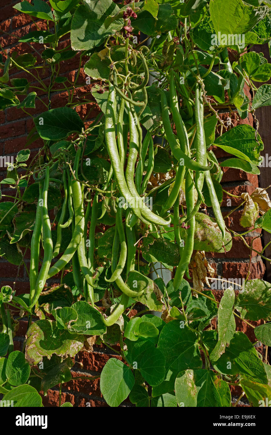 Green beans of Scarlet runner bean sort grow in private kitchen garden. Stock Photo