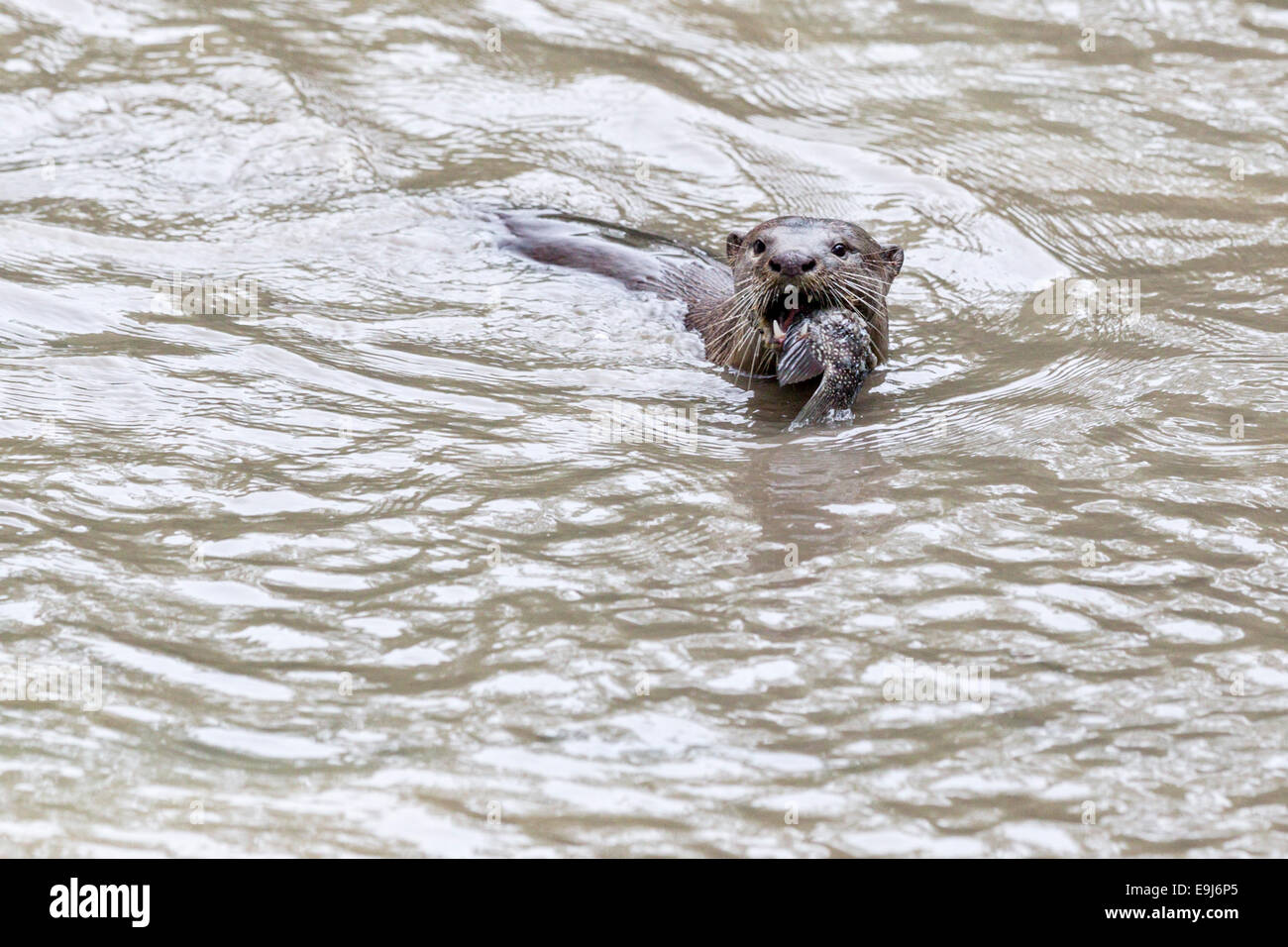 Smooth-coated otter (Lutrogale perspicillata) in mangrove habitat, Singapore Stock Photo