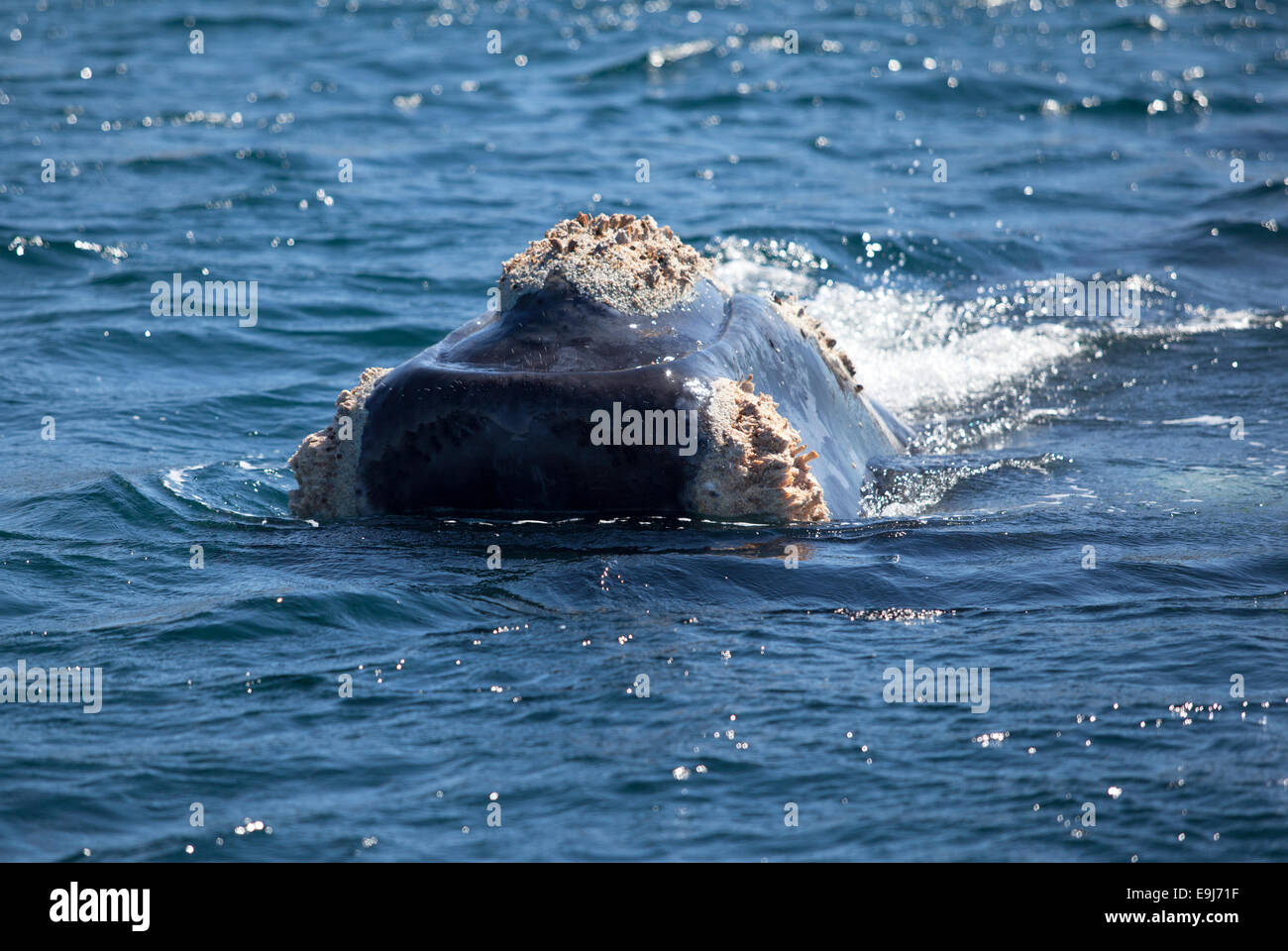 Southern right whale (Eubalaena Australis) . Puerto Piramides, Peninsula Valdes, Argentina. Stock Photo