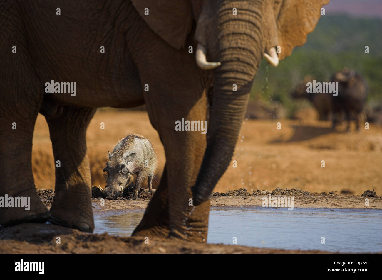 Warthog, Phacochoerus aethiopicus, drinking, Addo Elephant National Park, South Africa Stock Photo