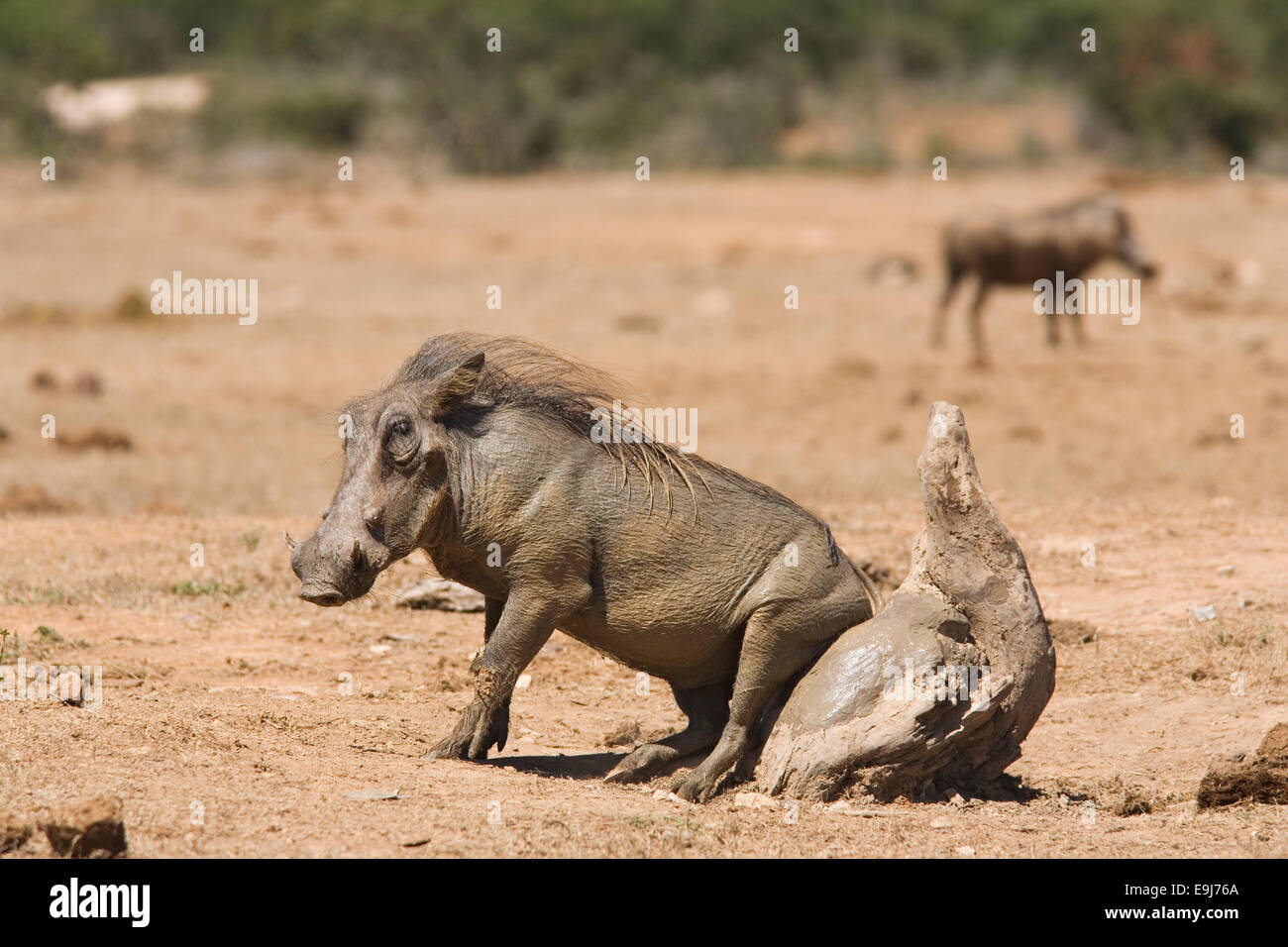 Warthog, Phacochoerus aethiopicus, at rubbing post, Addo national park, South Africa Stock Photo