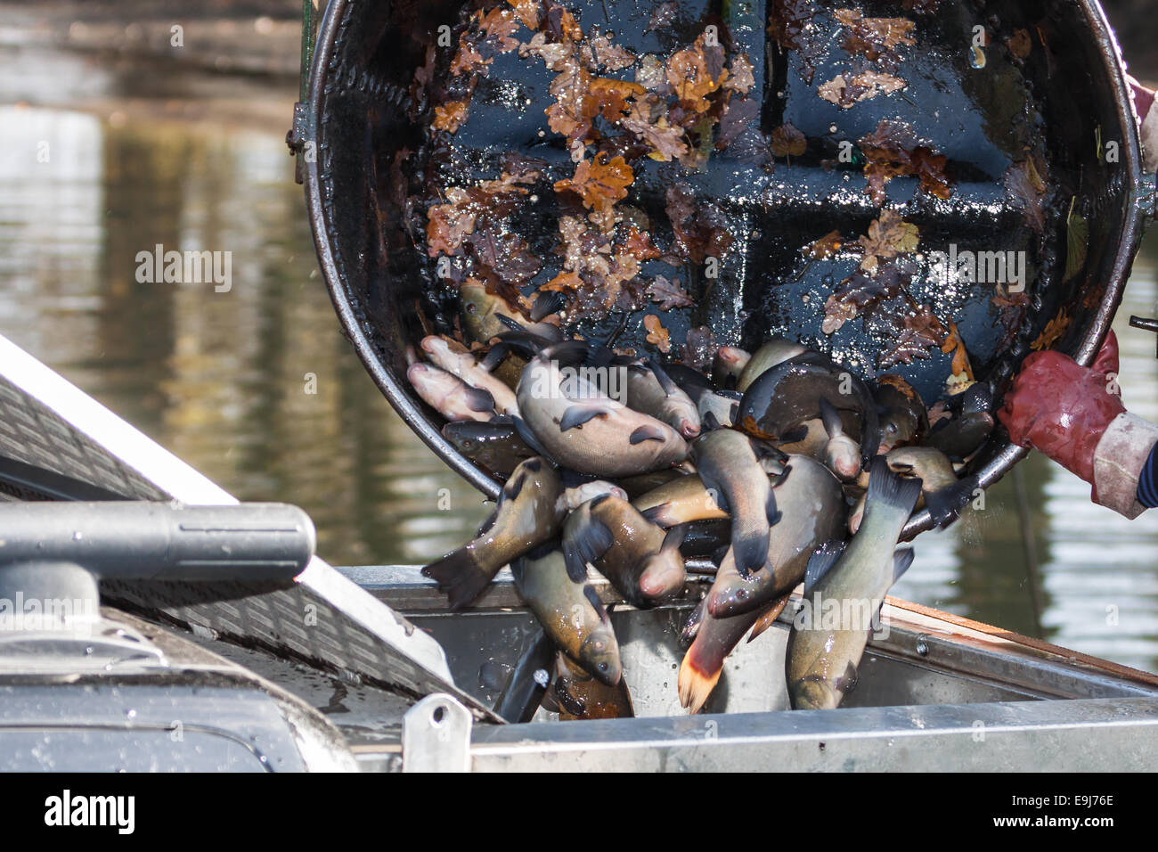 Autumn harvest of carps and tench from fishpond to Christmas markets in Czech republic. In Central Europe fish is a traditional Stock Photo