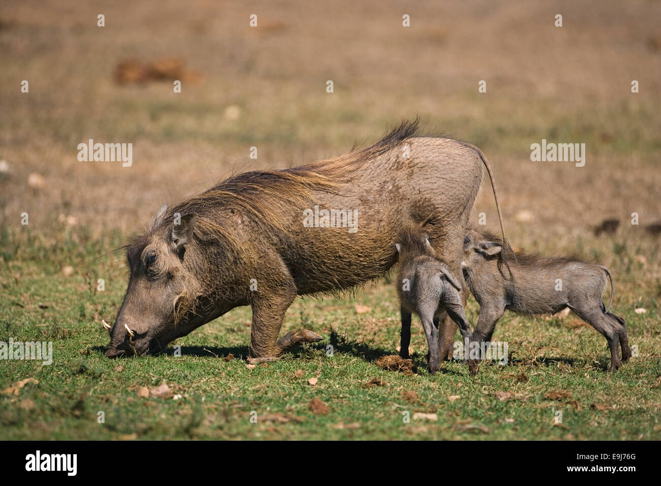 Warthog, Phacochoerus aethiopicus, suckling young, Addo national park, South Africa Stock Photo
