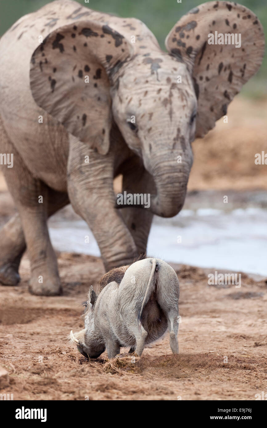 Warthog, Phacochoerus; aethiopicus, threatened by young elephant, Addo national park, Eastern Cape,  South Africa Stock Photo
