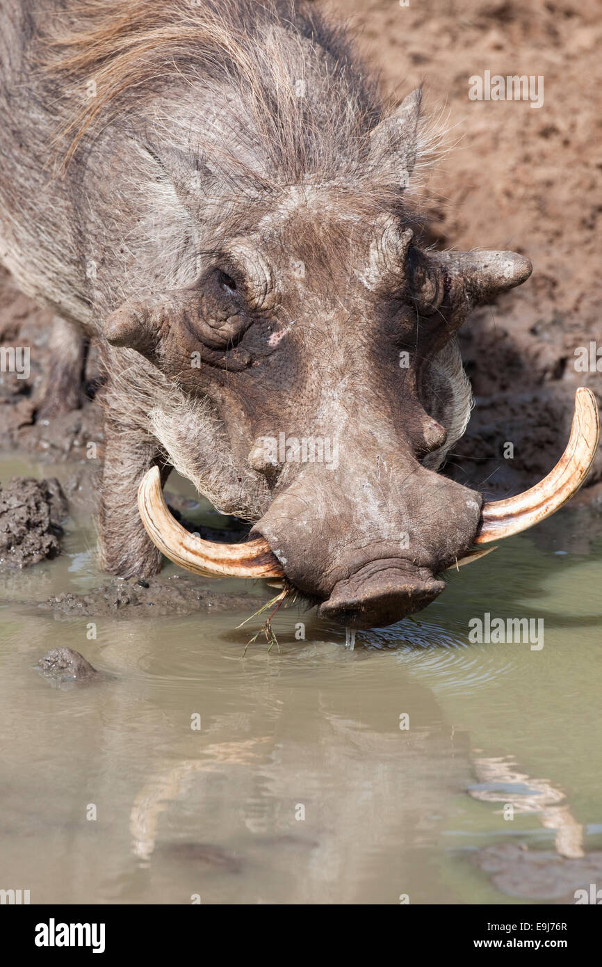 Warthog, Phacochoerus aethiopicus, drinking, Mkhuze game reserve, South Africa Stock Photo