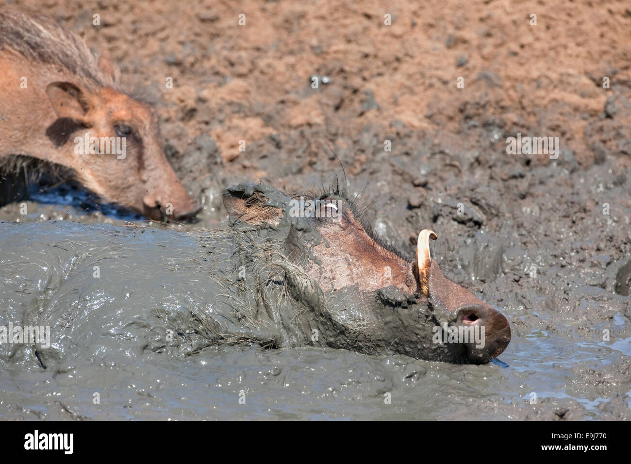 Warthog, Phacochoerus aethiopicus, wallowing, Mkhuze game reserve, South Africa Stock Photo