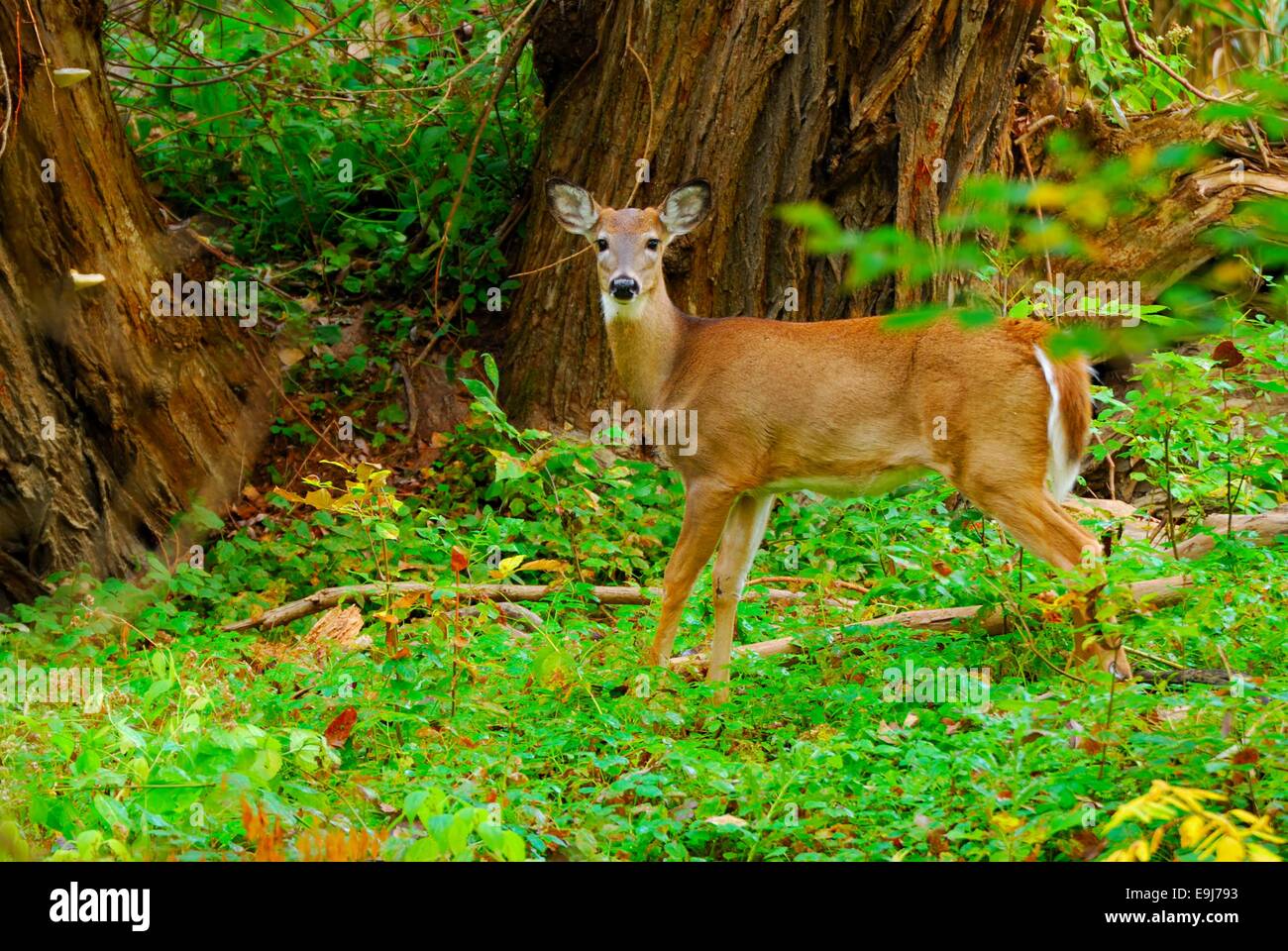 Whitetail Deer Button Buck standing in the woods. Stock Photo