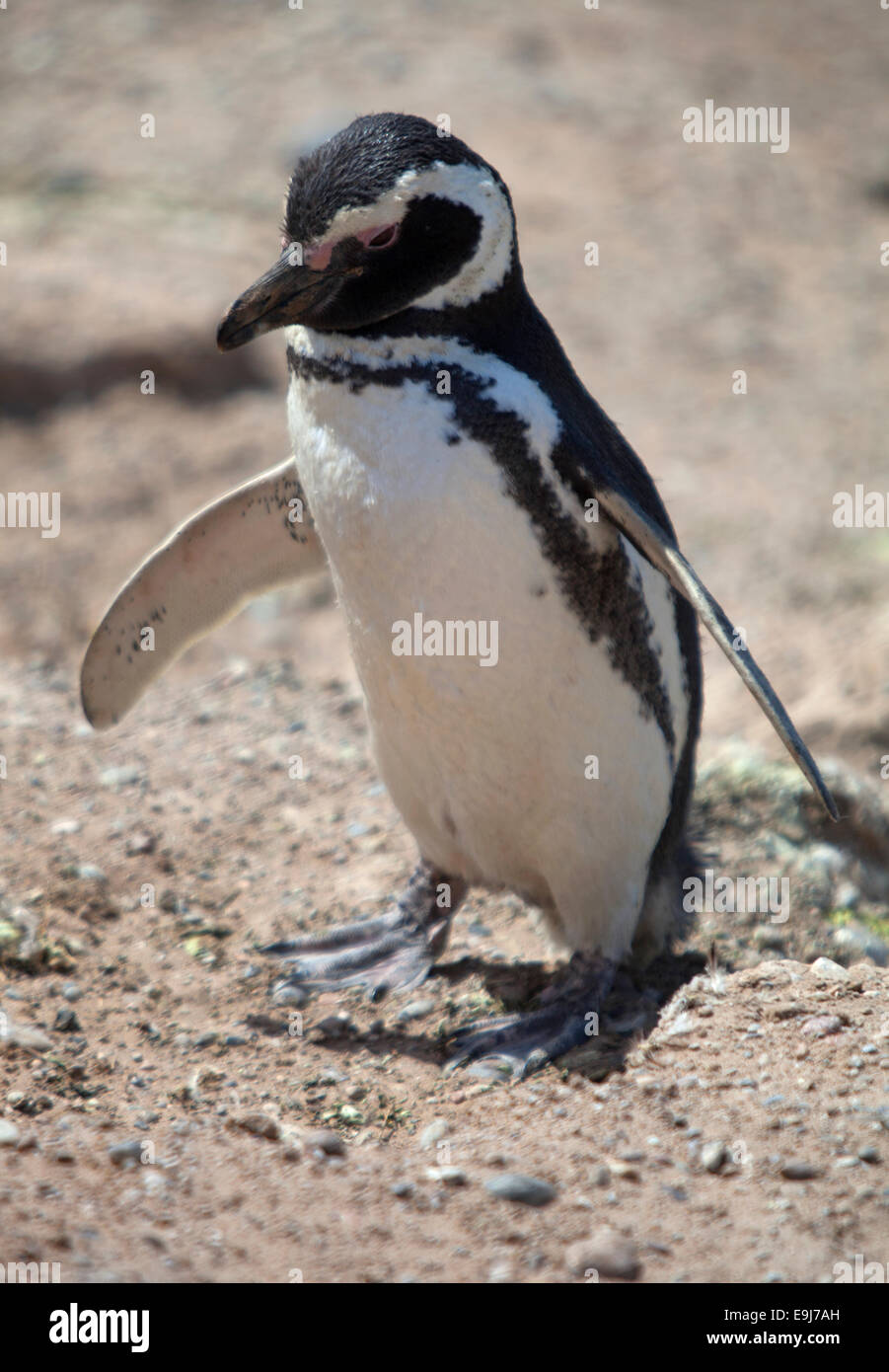 Magellanic penguin. Peninsula Valdes, Chubut, Argentina. Stock Photo