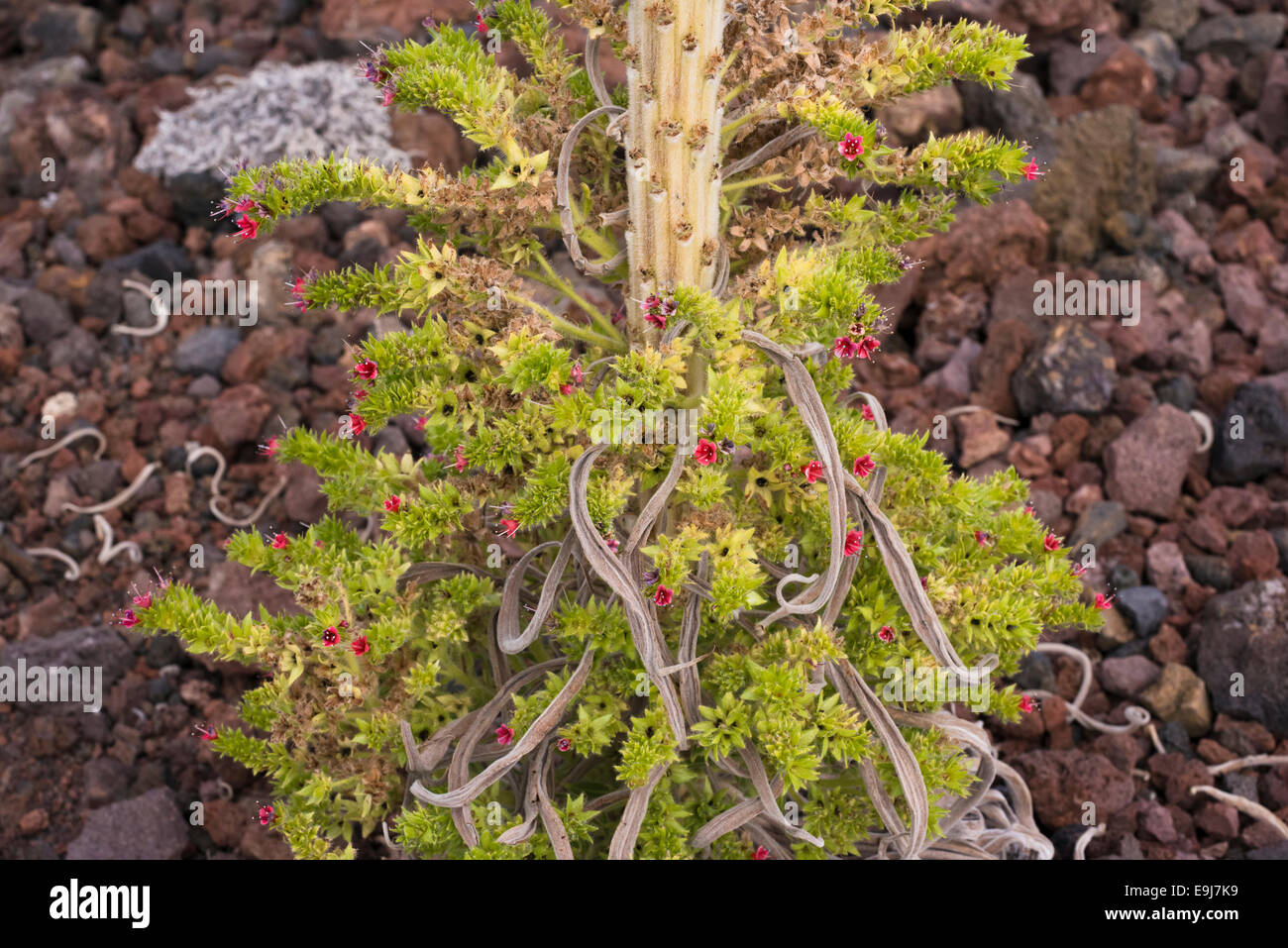 The base of a taginaste rojo (Echium wildpretii) plant flowering late on basaltic scoria at Montana Boca Cangrejo, Tenerife Stock Photo