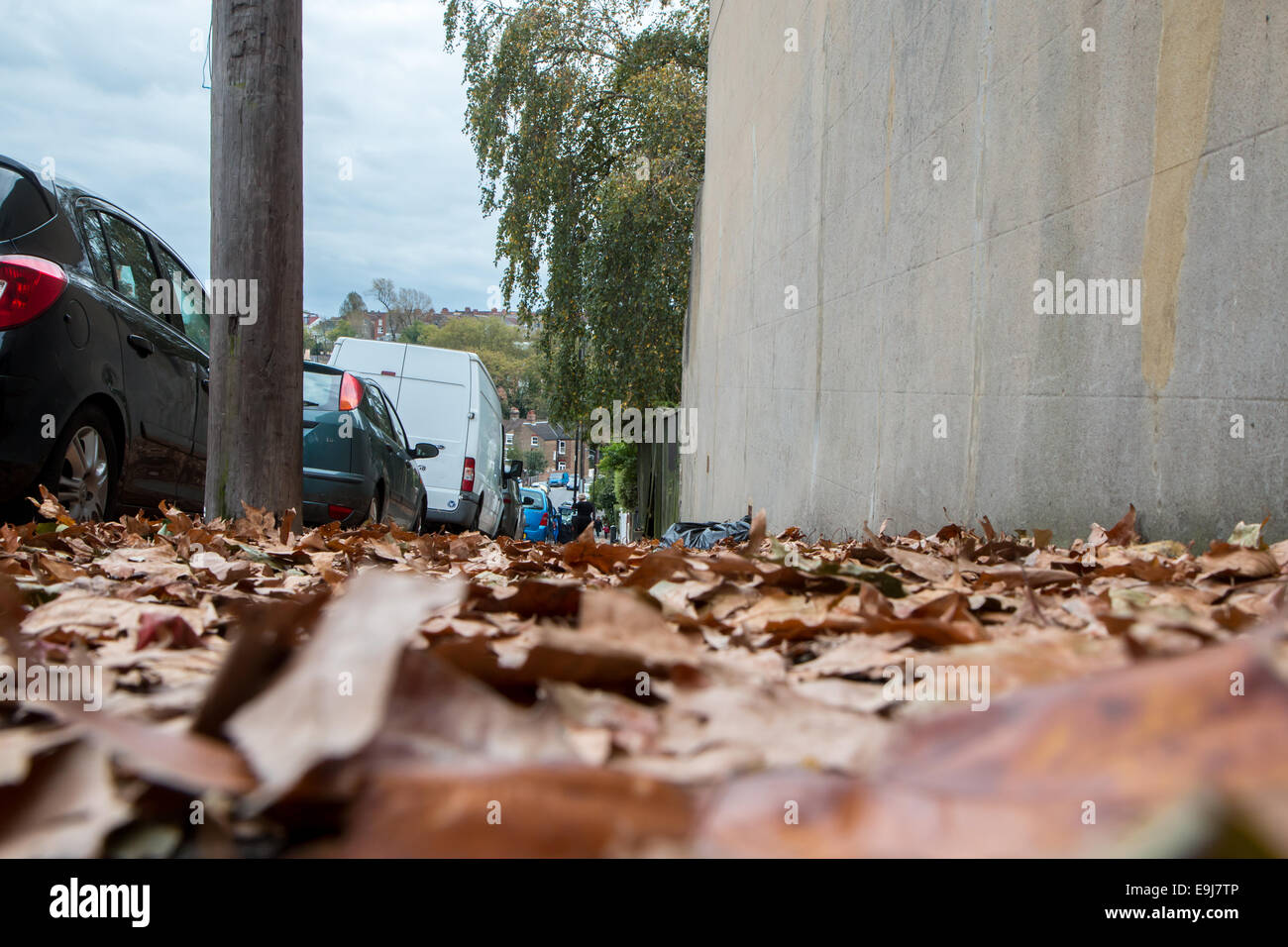 autumn leaves on a pavement Stock Photo