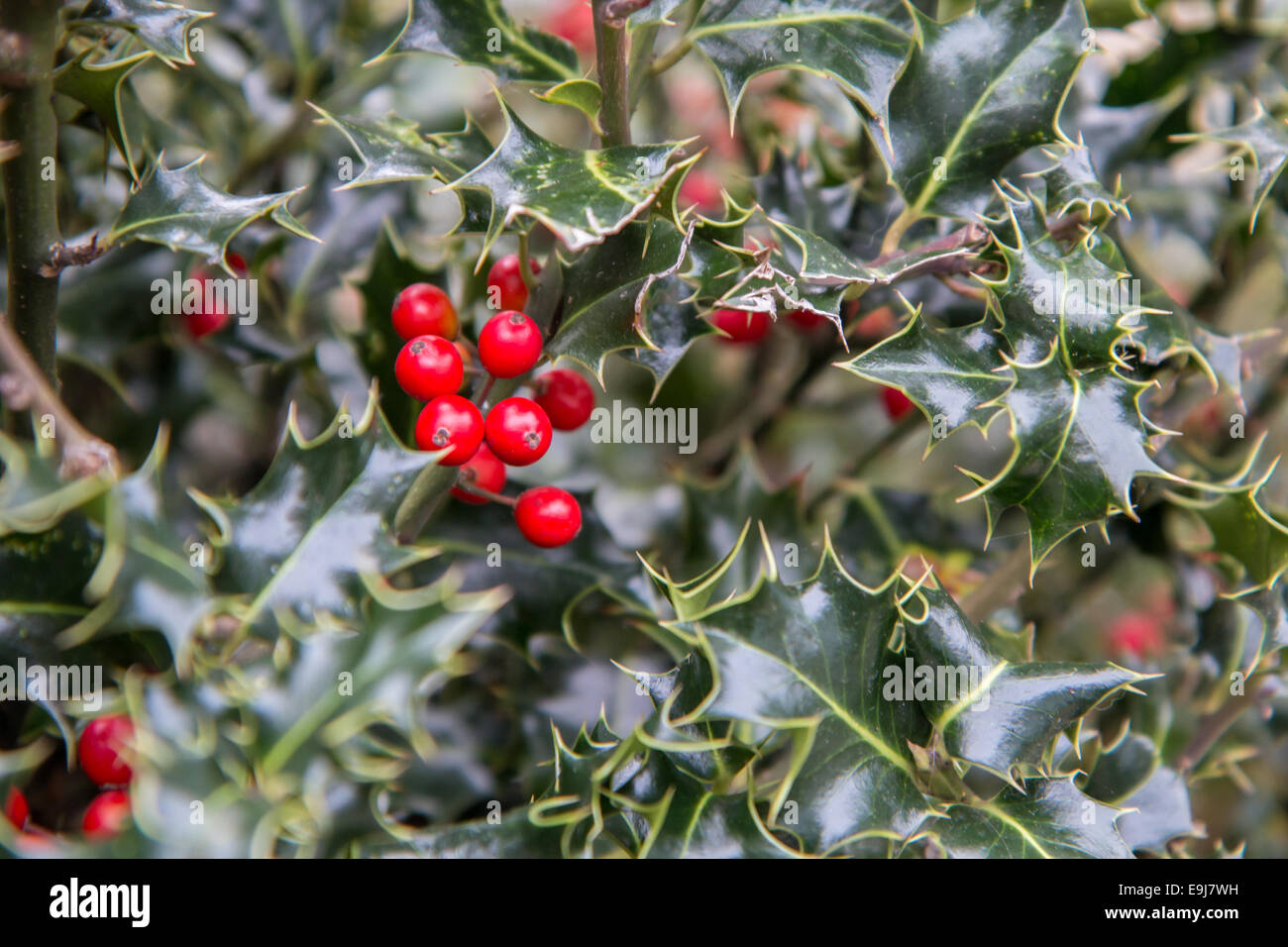 close up of holly Stock Photo