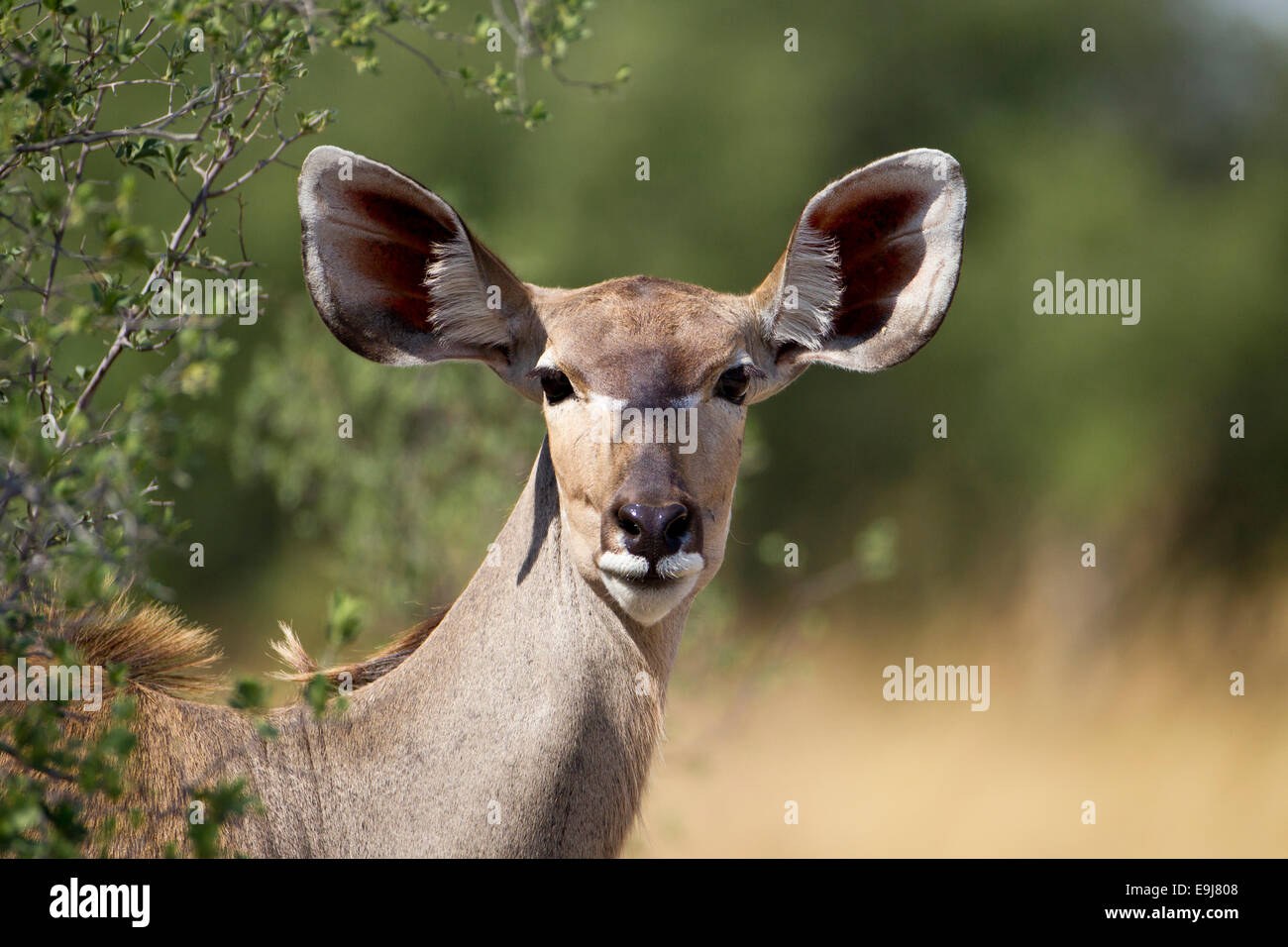 Female Kudu looks straight into the camera Stock Photo