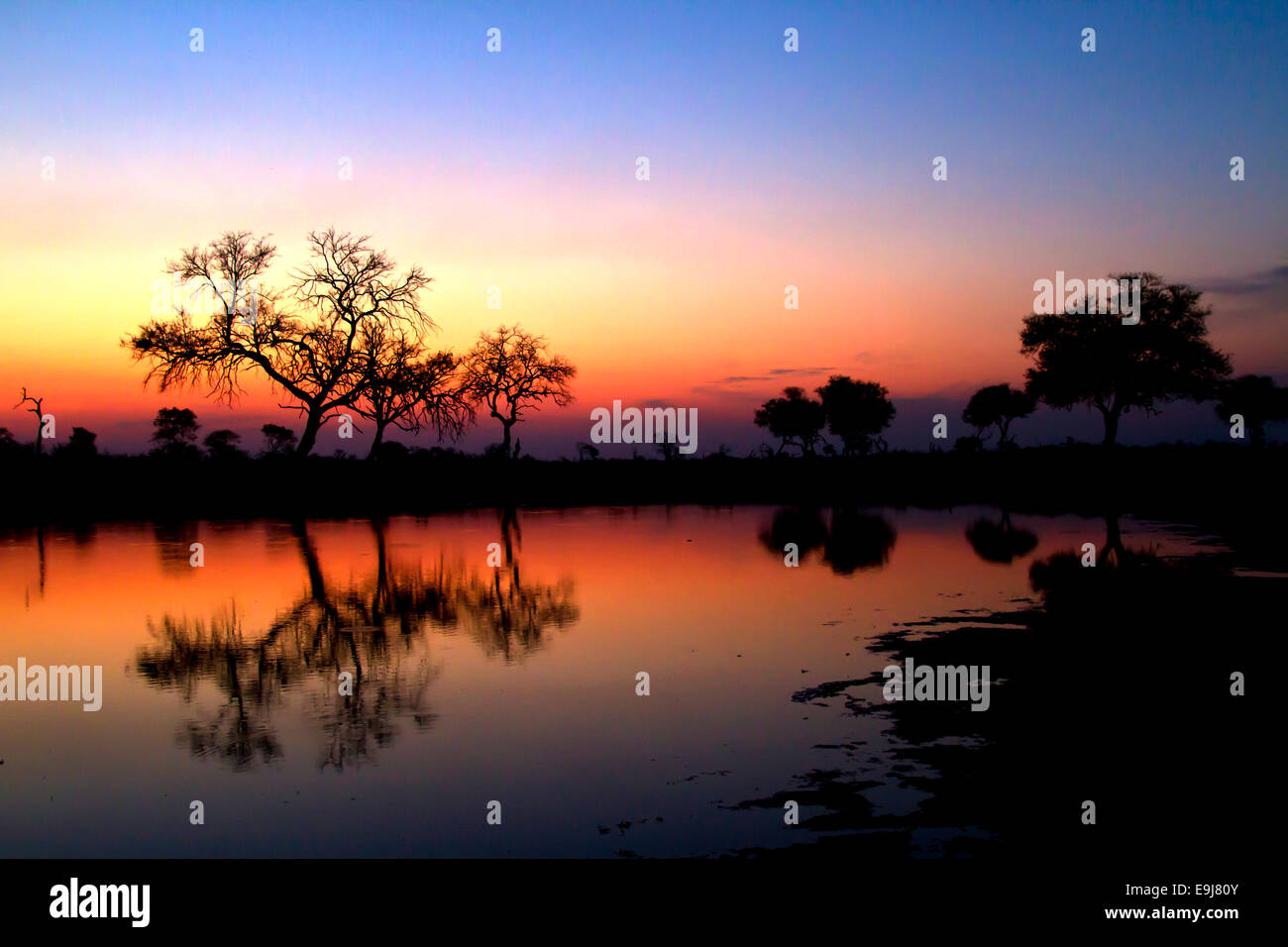 Trees reflected in still water at sunset Stock Photo