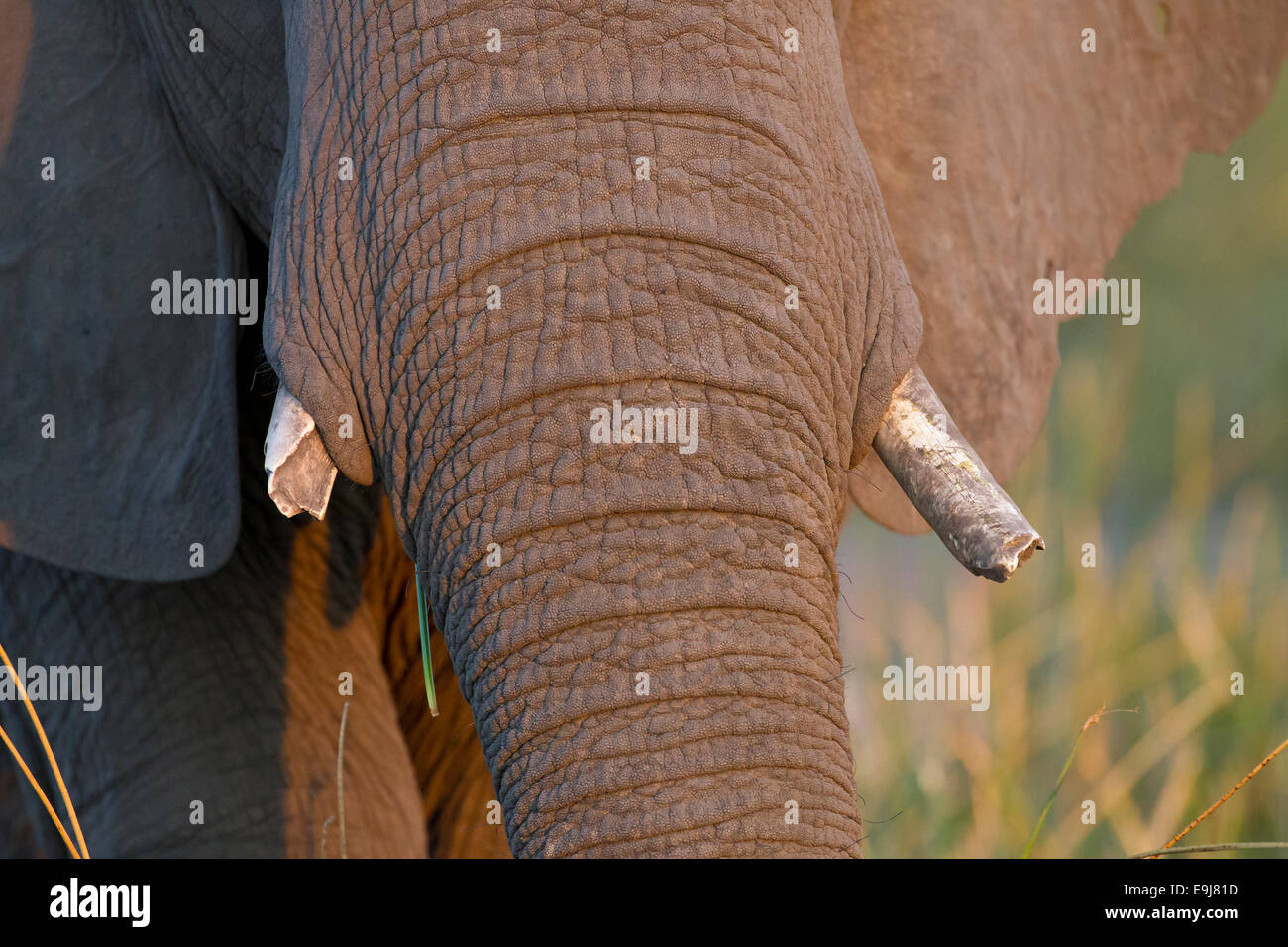 Broken tusks hires stock photography and images Alamy