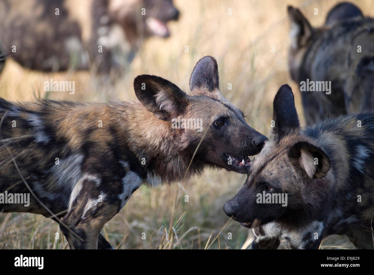 Wild dog puppies at play Stock Photo