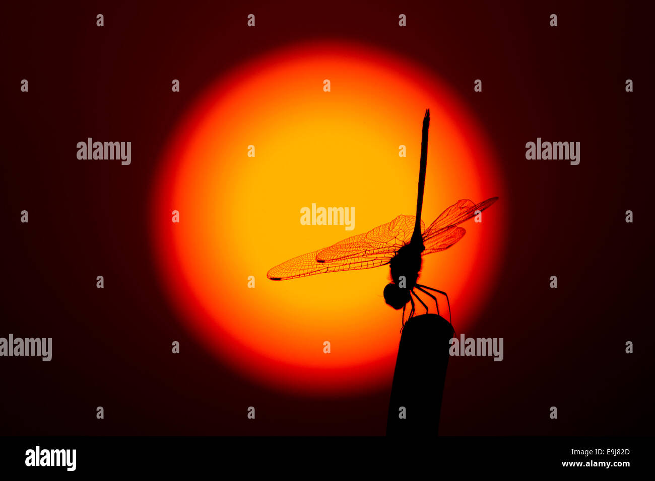 Miss Saigon, dragonfly perched on a pole in front of the setting sun. Stock Photo