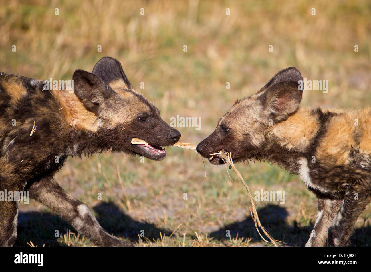 African Wild Dog Pups High Resolution Stock Photography and Images - Alamy