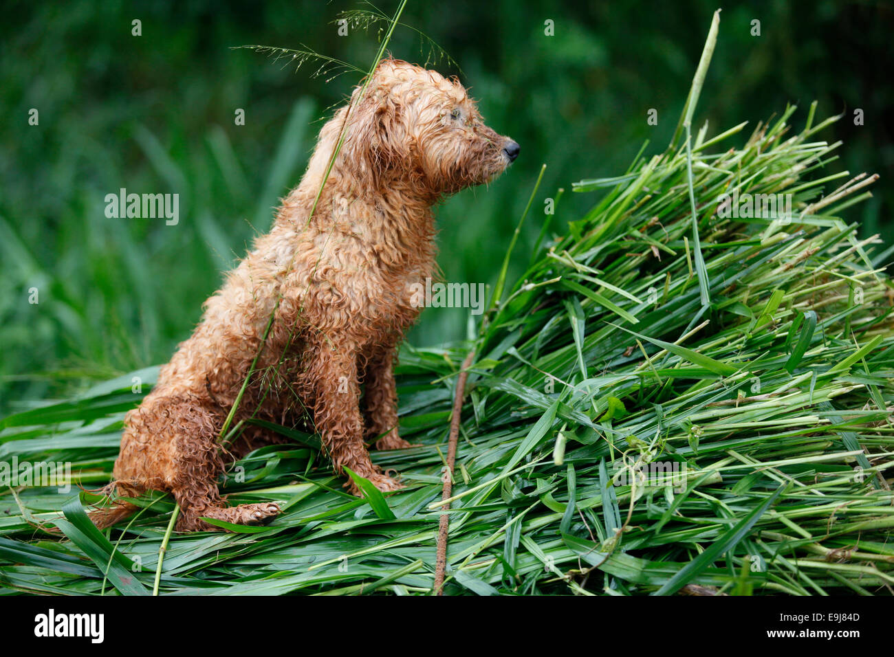 Portrait of a small brown dog in the Iguazu rainforest. Misiones, Argentina. Stock Photo