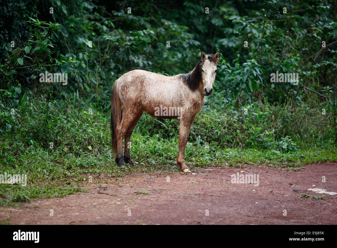Wild horse in the Iguazu rainforest. Misiones, Argentina. Stock Photo