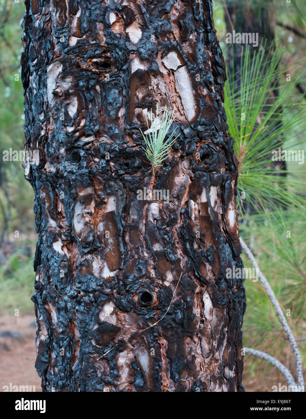 Trunk of canarian pine tree (Pinus canariensis), with bark badly burnt in a  forest fire, but now recovering and putting out new growth Stock Photo -  Alamy