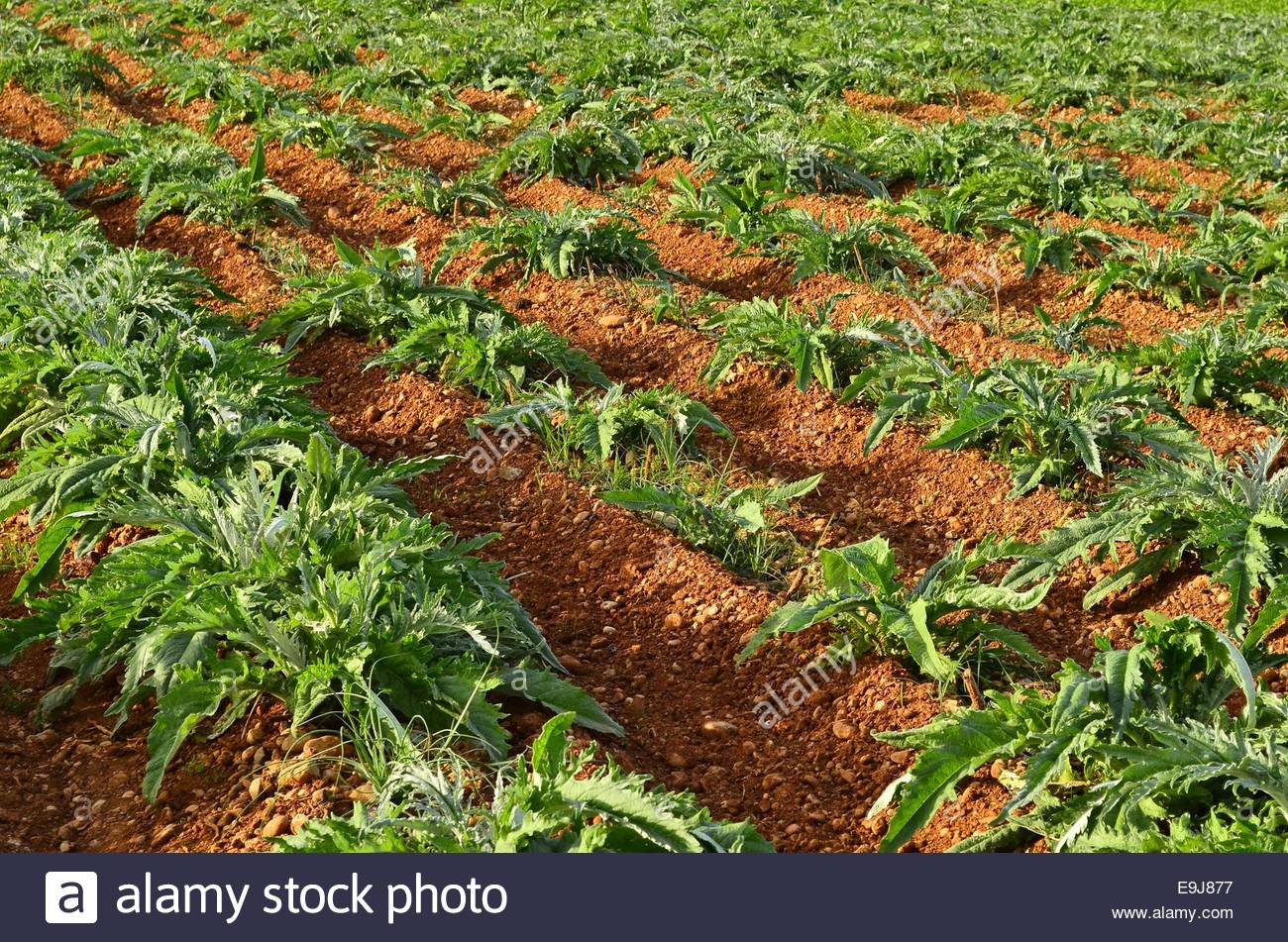 Agricultural crops fields near Benicarlo Mediterranean coast Eastern