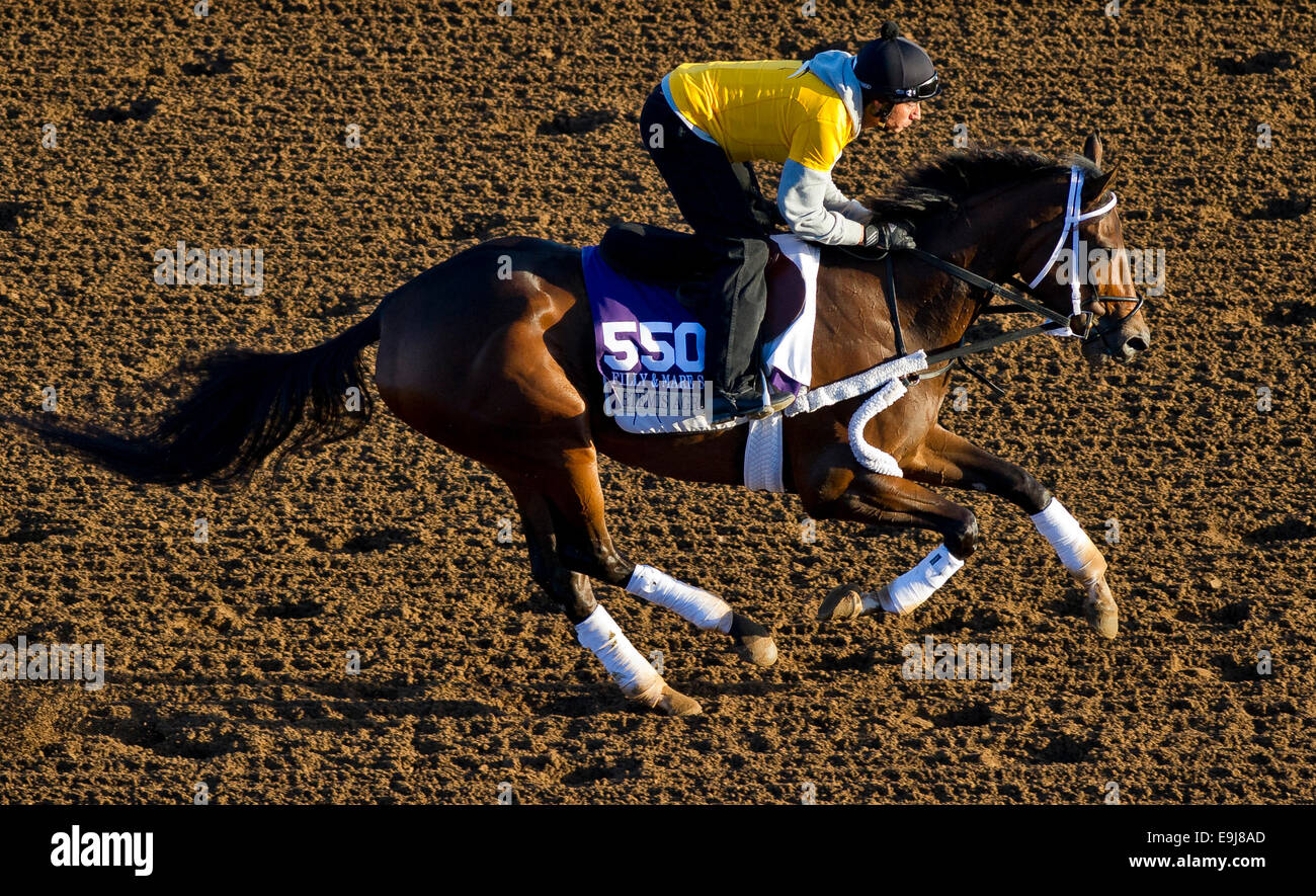 Arcadia, CA, USA. 28th Oct, 2014. October 28, 2014: Artemis Agrotera, trained by Mike Hushion, exercises in preparation for the DraftKings Breeders' Cup Filly & Mare Sprint at Santa Anita Race Course in Arcadia, California on October 28, 2014. Credit:  Cal Sport Media/Alamy Live News Stock Photo