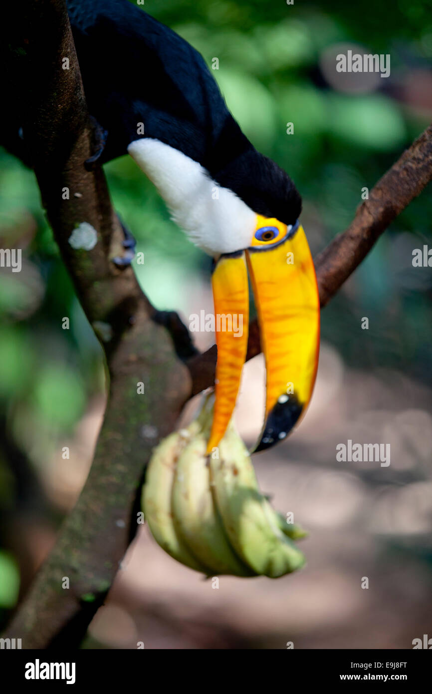 Hungry toucan. Parque das Aves, Iguazu Falls, Brazil. Stock Photo