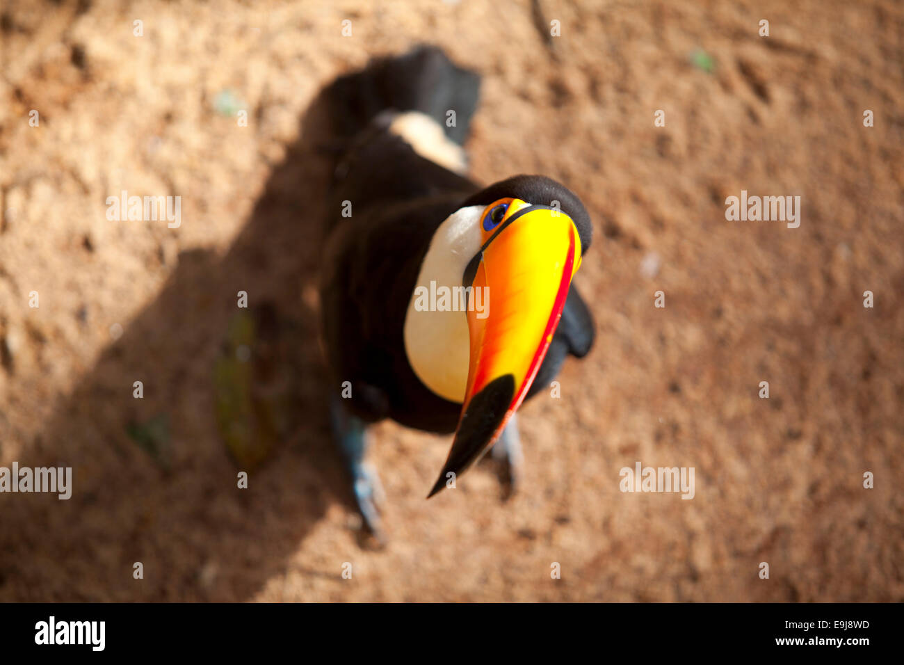 Curious toucan. Parque das Aves, Iguazu Falls. Brazil. Stock Photo