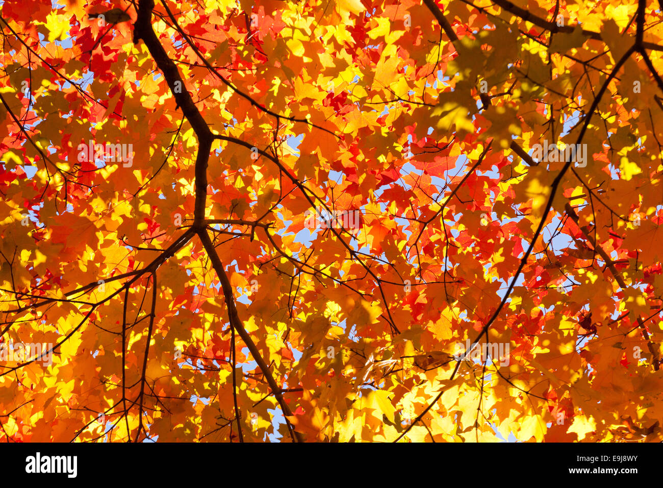 Red maple leaves changing color in autumn - Virginia USA Stock Photo