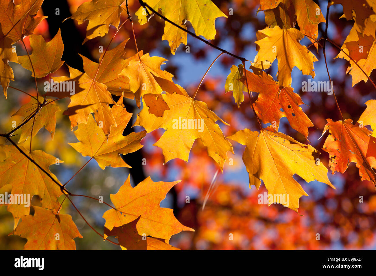Red maple leaves changing color in autumn - Virginia USA Stock Photo
