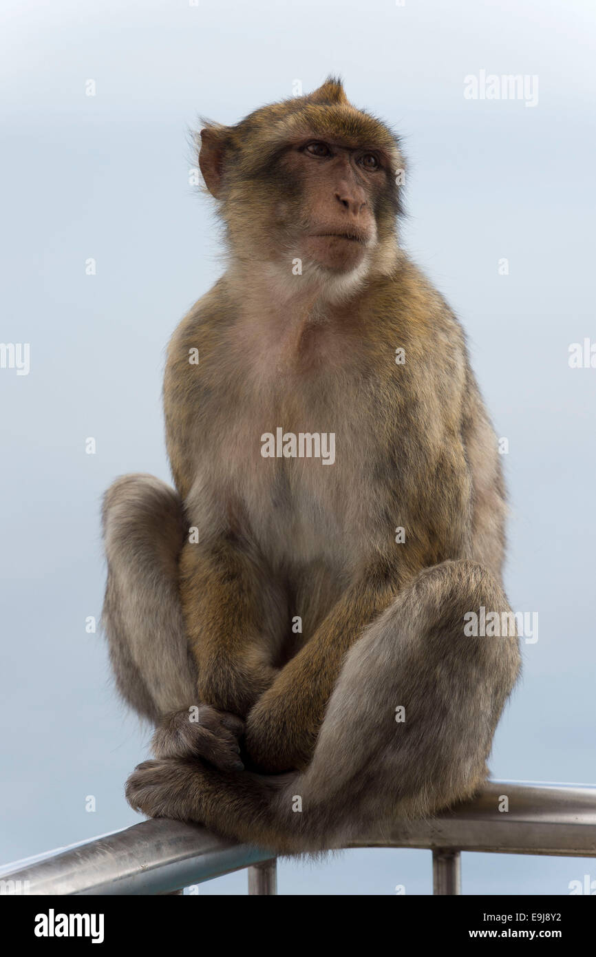 A barbary macaque monkey on the Rock of Gibraltar. Stock Photo