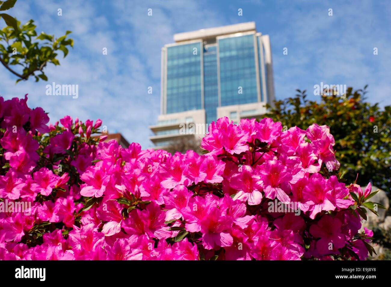 Pink flowers inside the 'Japanese Garden' on springtime. Buenos Aires, Argentina. Stock Photo