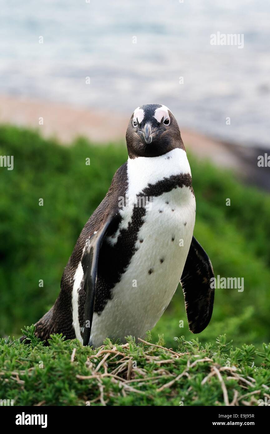 Portrait of African penguin (spheniscus demersus). South Africa Stock Photo
