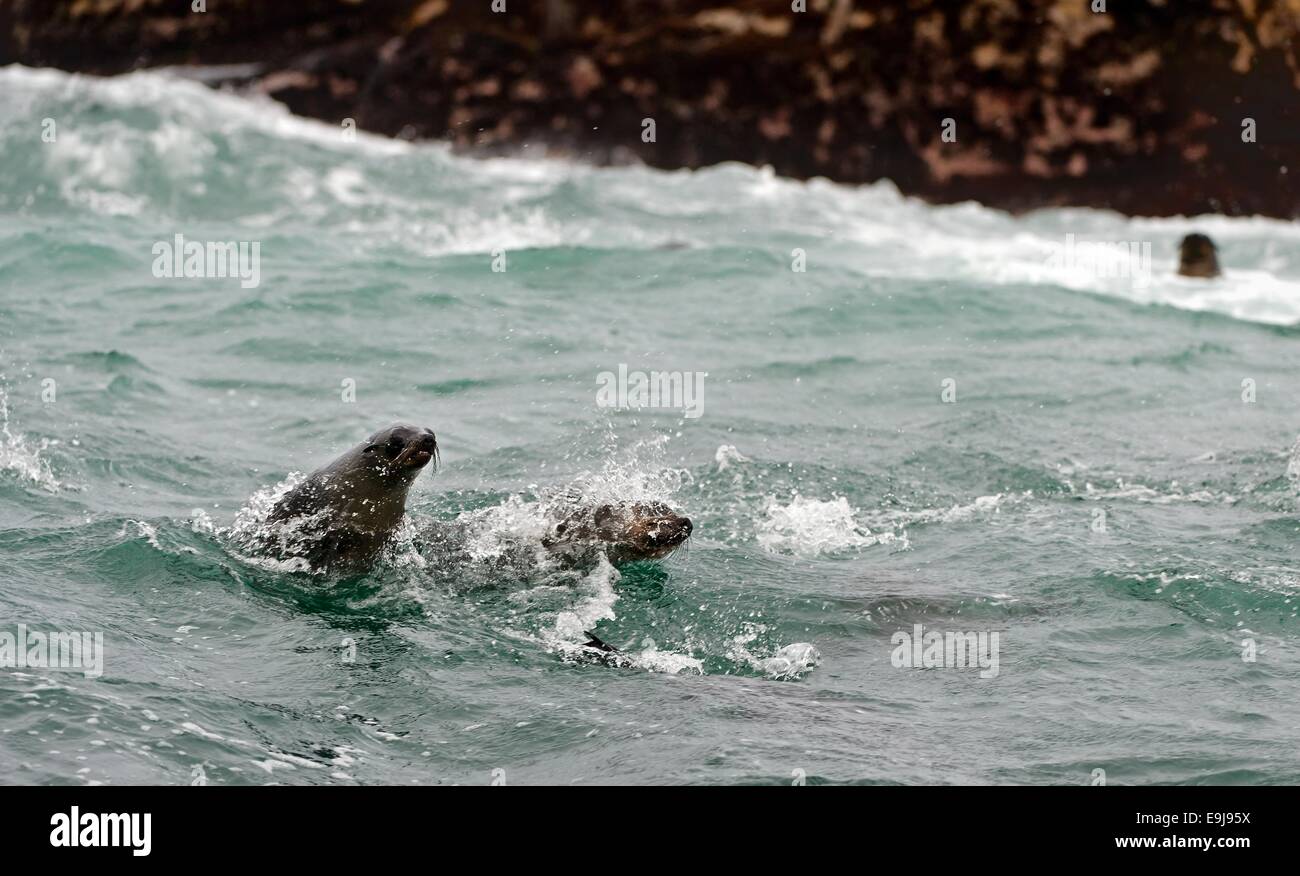 Seals swim and jumping out of water . Cape fur seal (Arctocephalus pusilus). Kalk Bay, False Bay, South Africa Stock Photo