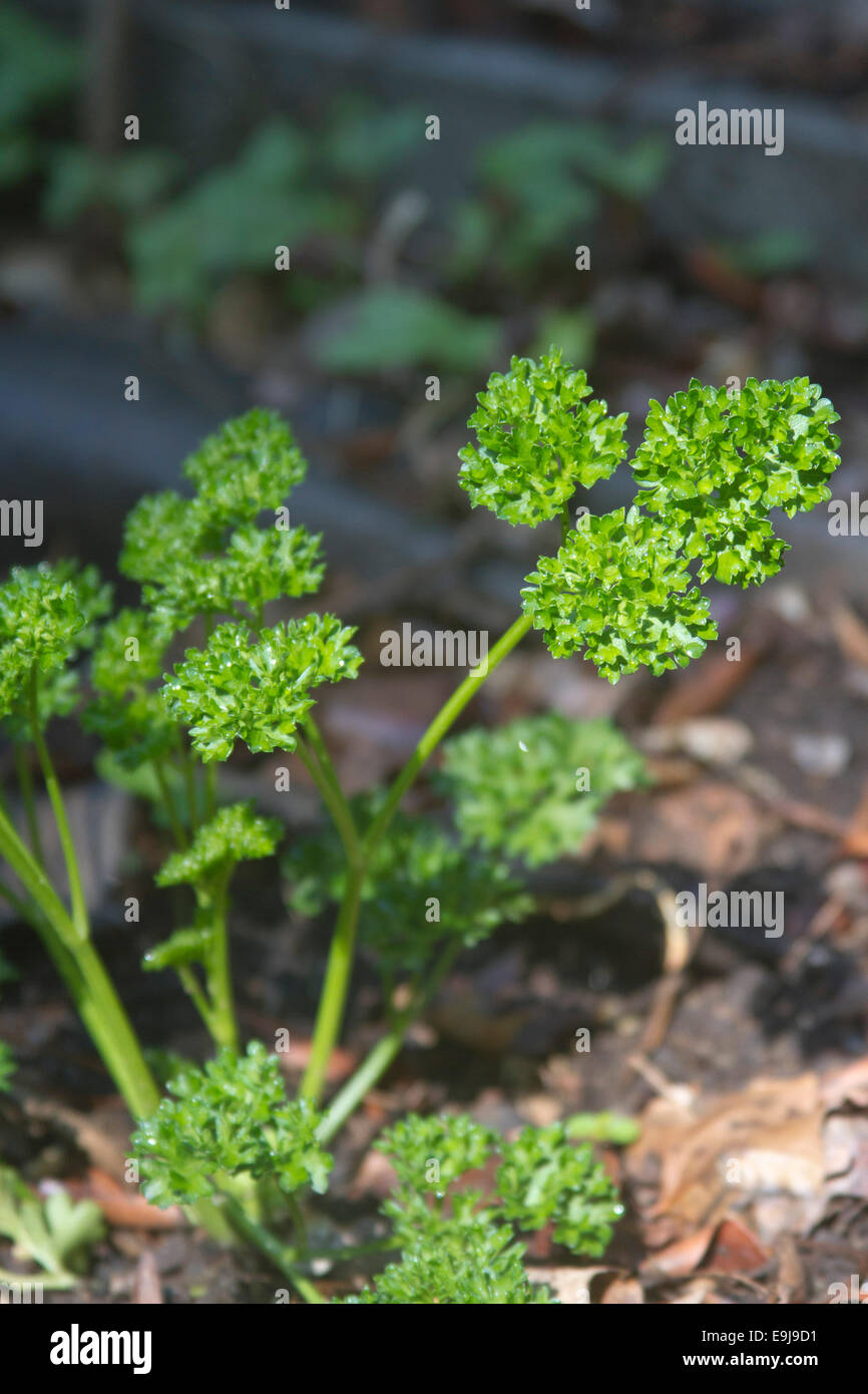 Close up of a thriving parsley plant in a summer garden Stock Photo