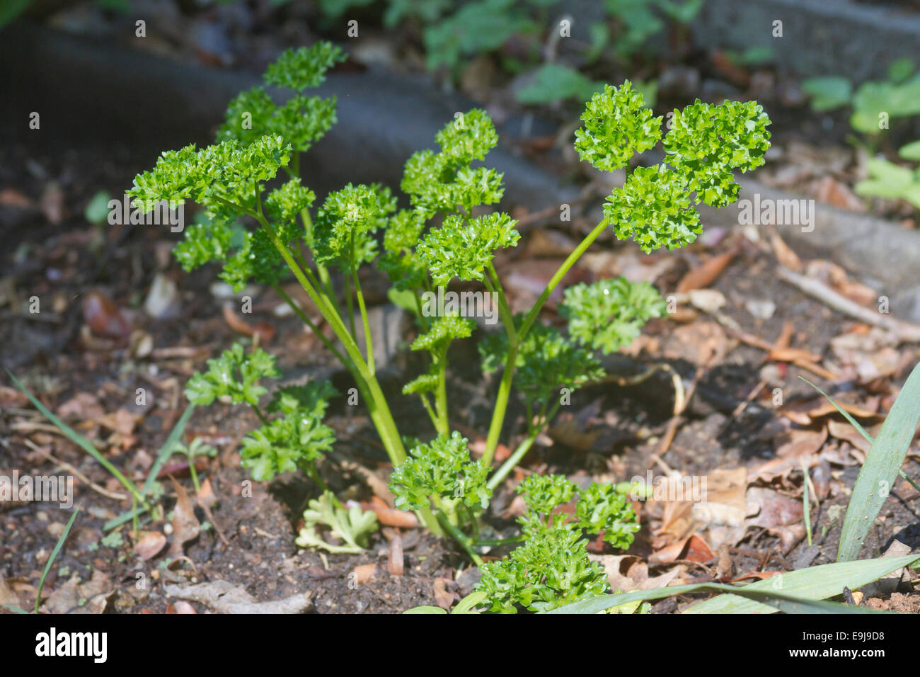 Close up of a thriving parsley plant in a summer garden Stock Photo