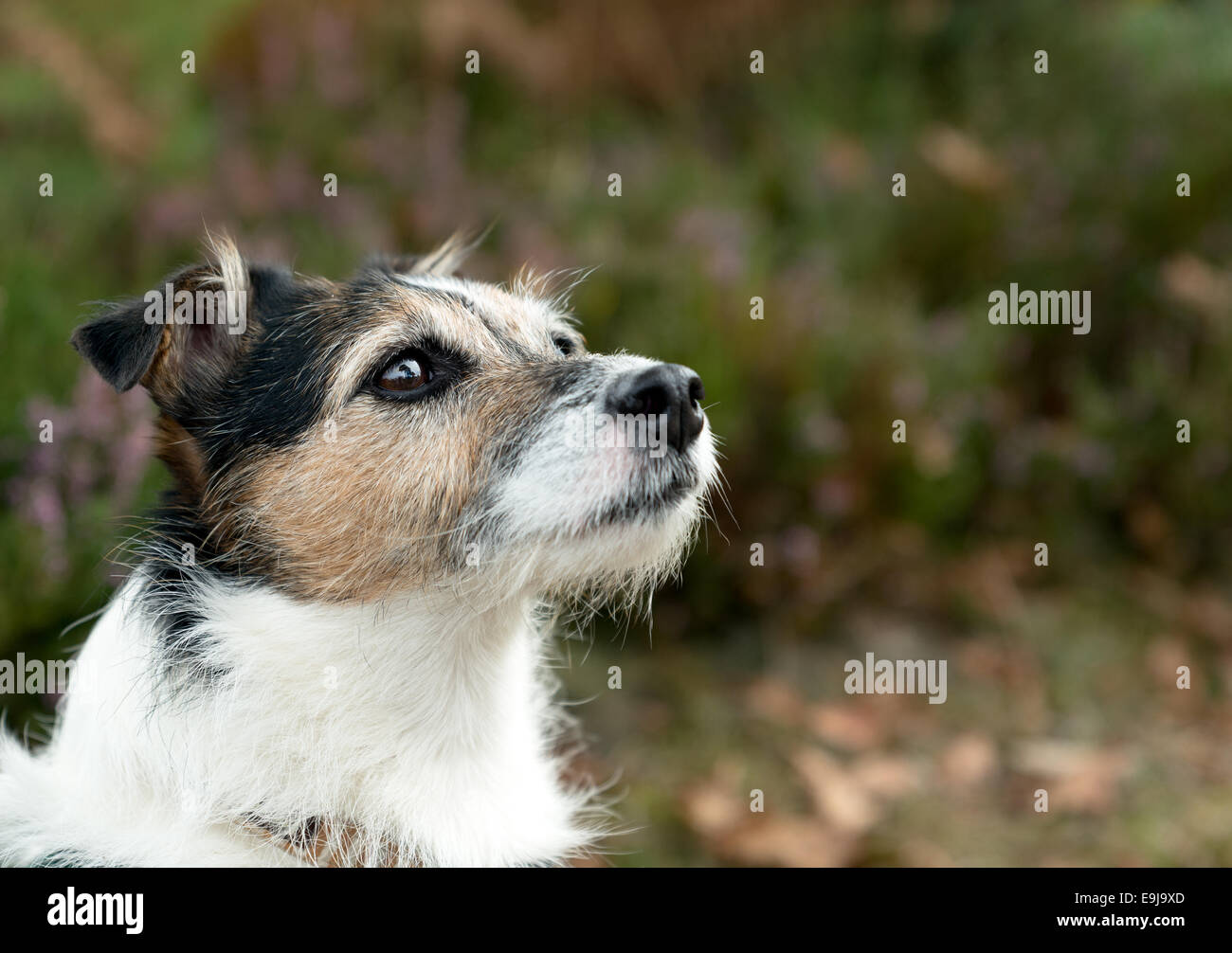 Parson Jack Russell Terrier dog with space for text Stock Photo