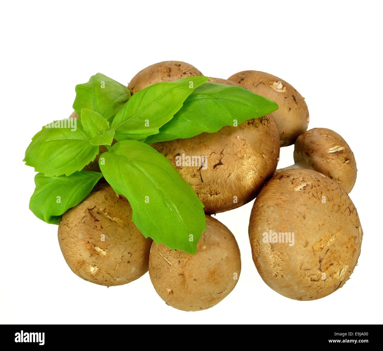 Baby Bella mushrooms and basil on a white background. Stock Photo