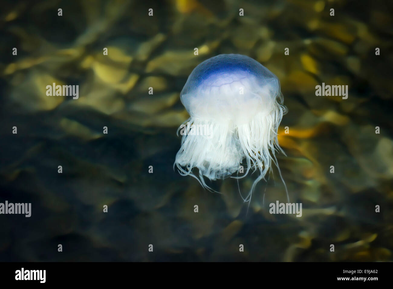 Blue jellyfish (Cyanea lamarckii) drifts with the tide feeding on plankton near the shore in the Sea of the Hebrides, Isle of Mull, Scotland Stock Photo