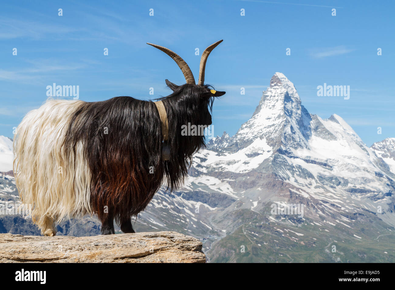 Valais Blackneck Goat in front of The Matterhorn, Zermatt, Switzerland Stock Photo