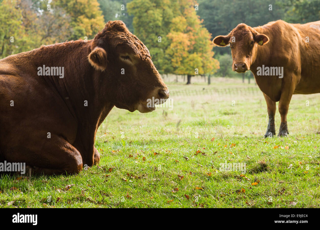 Large brown cow resting in meadow Stock Photo Alamy