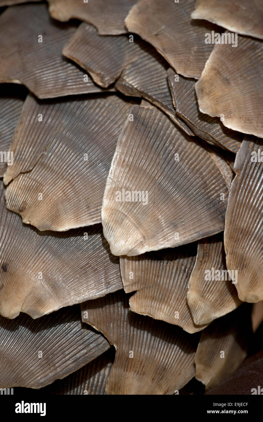 pangolin-scales-africa-hi-res-stock-photography-and-images-alamy